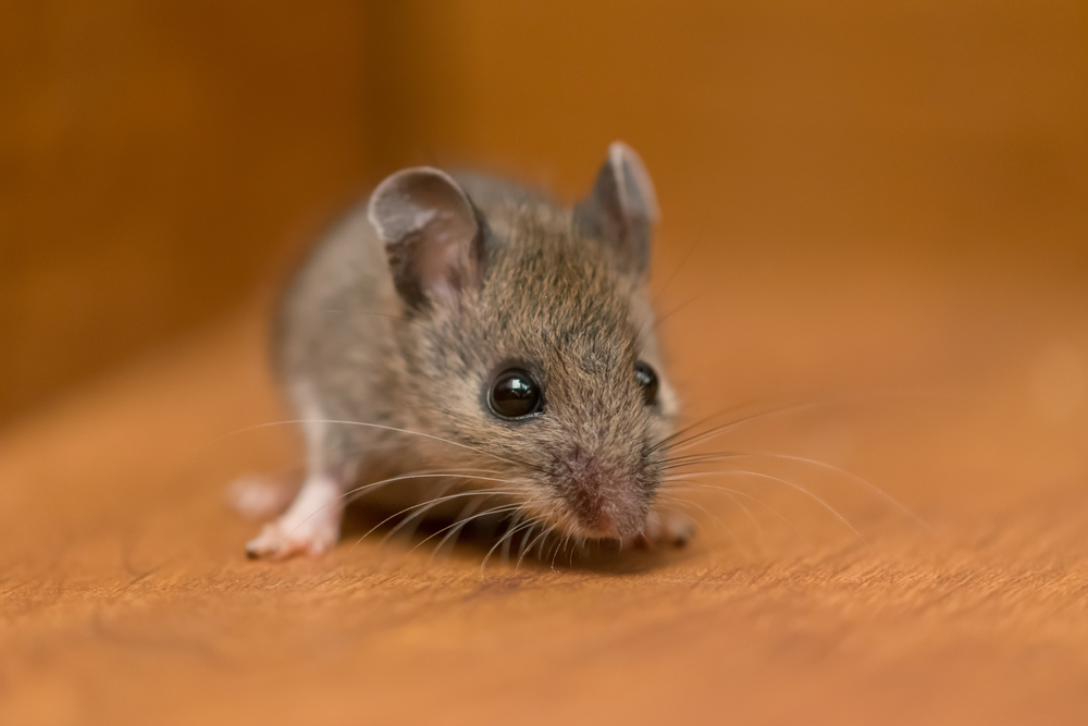 pest control